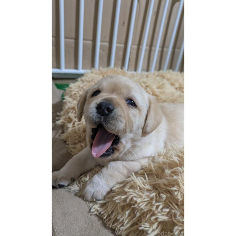 販売中の千葉県のラブラドールレトリーバー-430968