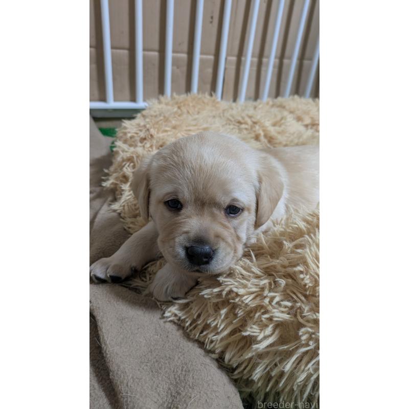 販売中の千葉県のラブラドールレトリーバー-430968の2枚目