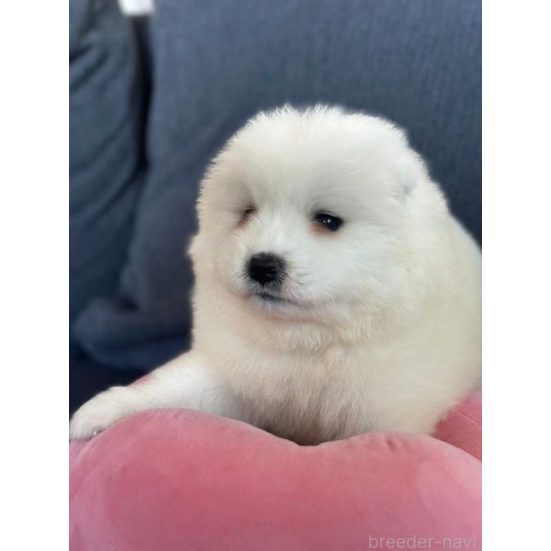 販売中の栃木県のサモエド-430967の8枚目