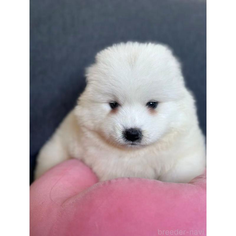 販売中の栃木県のサモエド-430967の7枚目