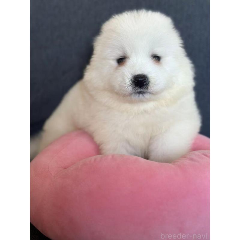 販売中の栃木県のサモエド-430967の6枚目