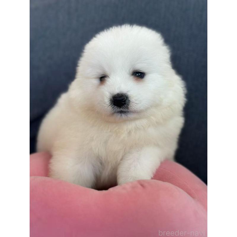 販売中の栃木県のサモエド-430967の5枚目