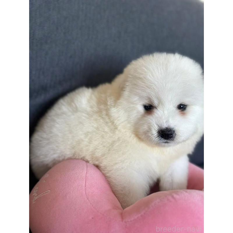 販売中の栃木県のサモエド-430967の4枚目