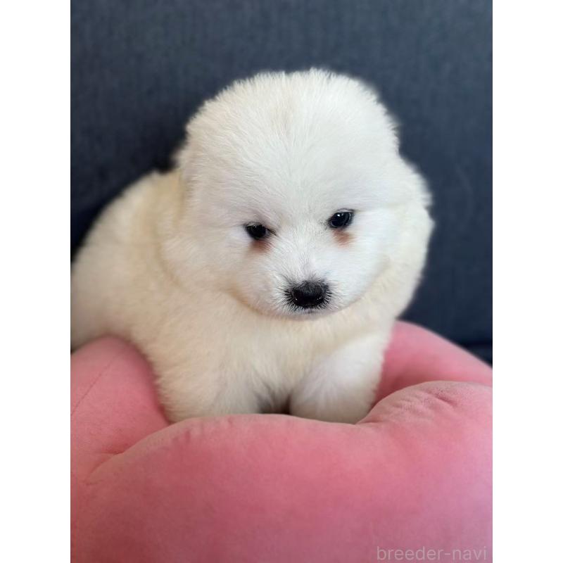 販売中の栃木県のサモエド-430967の3枚目