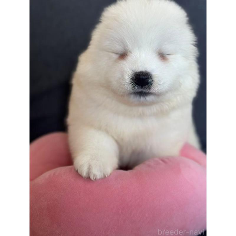 販売中の栃木県のサモエド-430967の2枚目