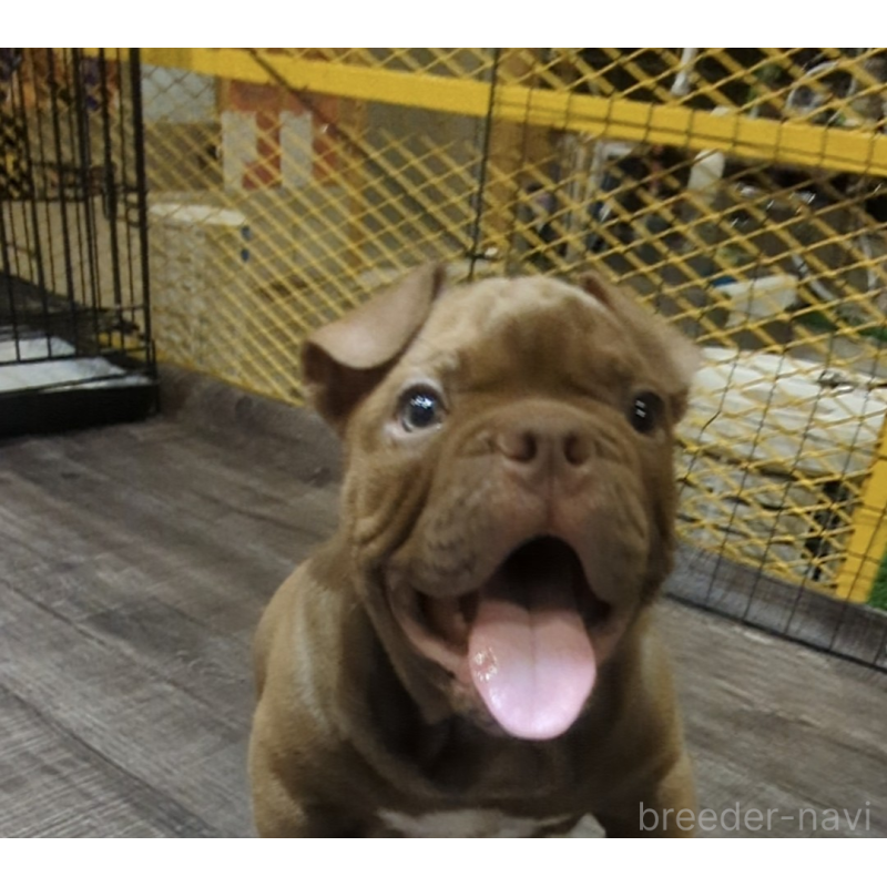 商談中の兵庫県のエキゾチックブリー-424096の4枚目