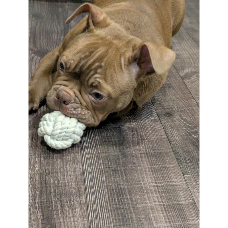 商談中の兵庫県のエキゾチックブリー-424096の3枚目