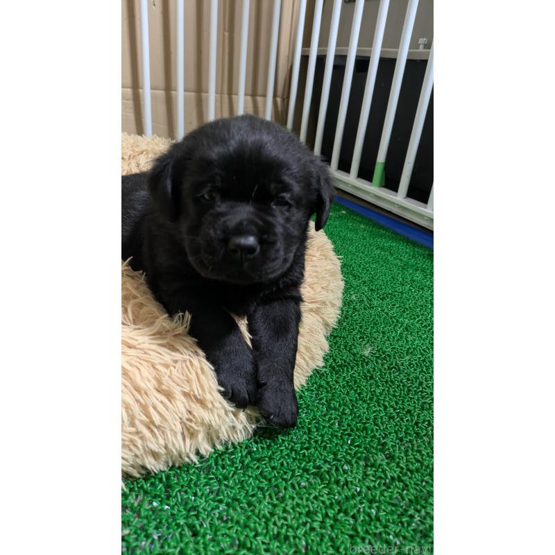 販売中の千葉県のラブラドールレトリーバー-430969の5枚目