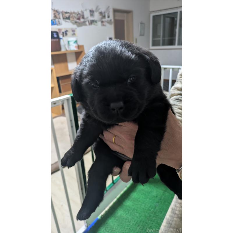 販売中の千葉県のラブラドールレトリーバー-430969の4枚目