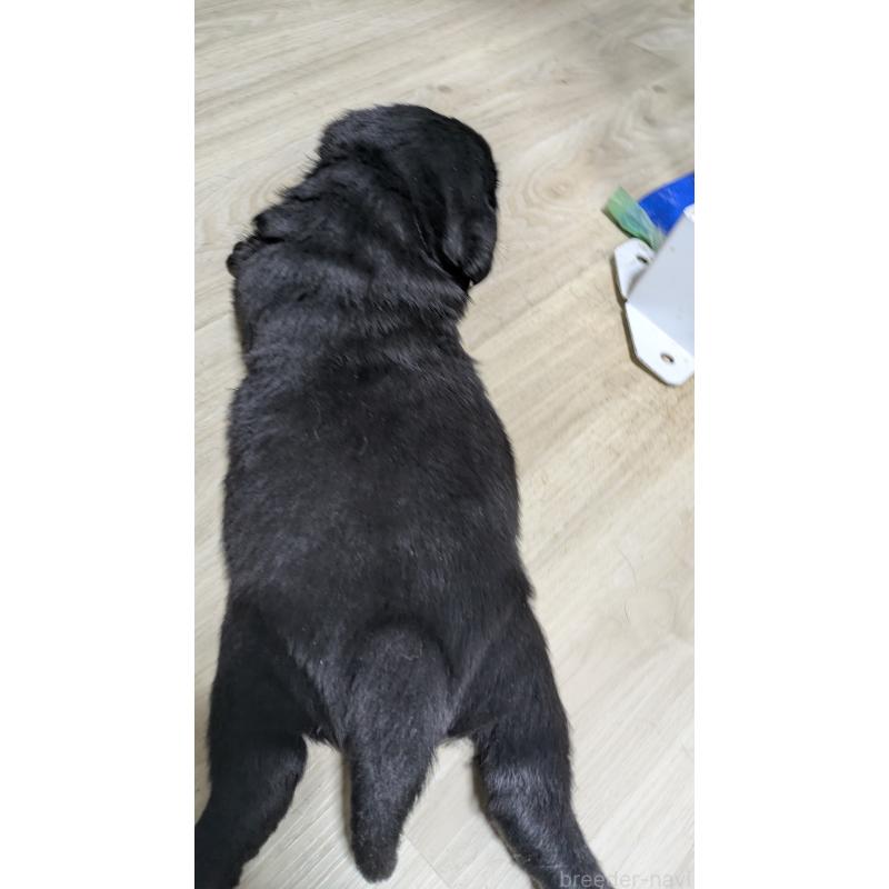 販売中の千葉県のラブラドールレトリーバー-430969の2枚目