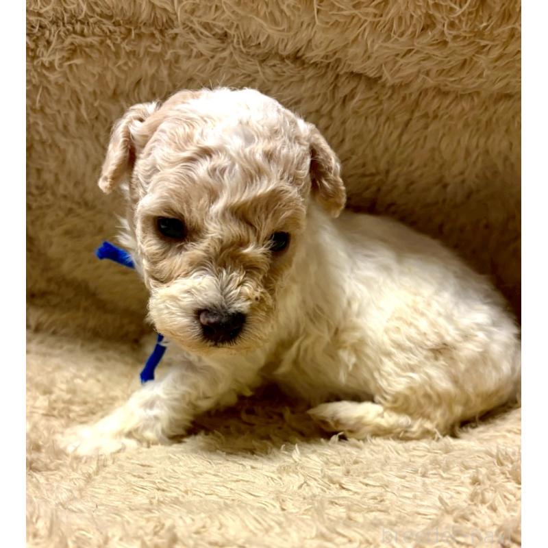 販売中の東京都のビションプー:ビションフリーゼ×トイプードル-430970