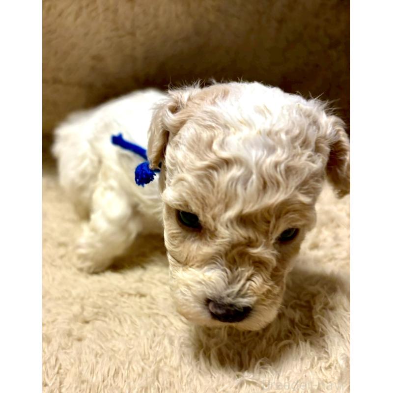 販売中の東京都のビションプー:ビションフリーゼ×トイプードル-430970の8枚目