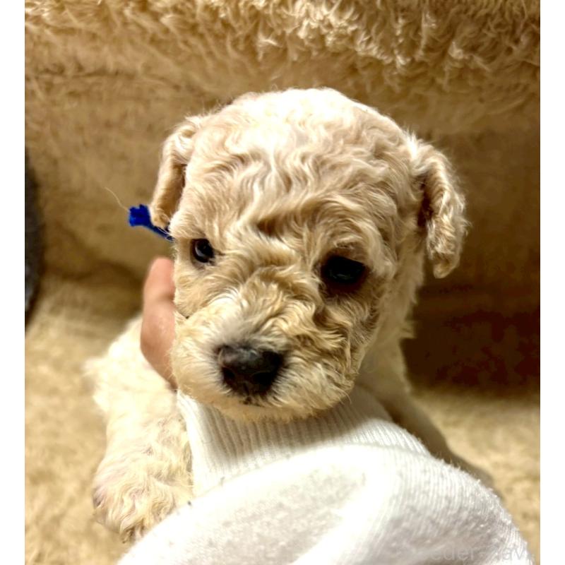 販売中の東京都のビションプー:ビションフリーゼ×トイプードル-430970の7枚目