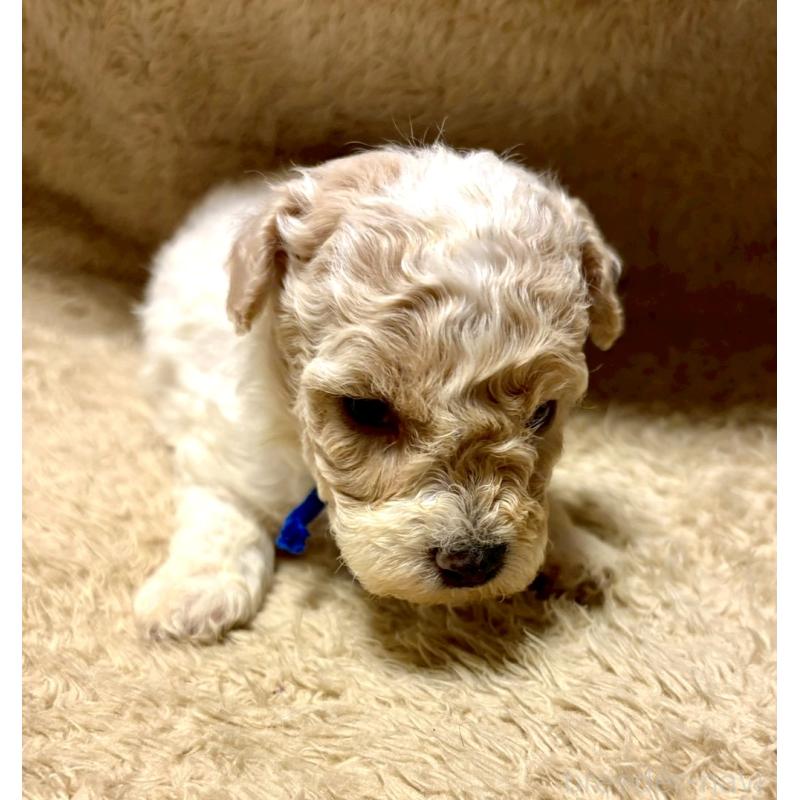 販売中の東京都のビションプー:ビションフリーゼ×トイプードル-430970の6枚目