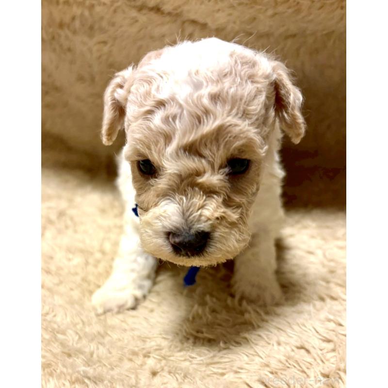 販売中の東京都のビションプー:ビションフリーゼ×トイプードル-430970の5枚目