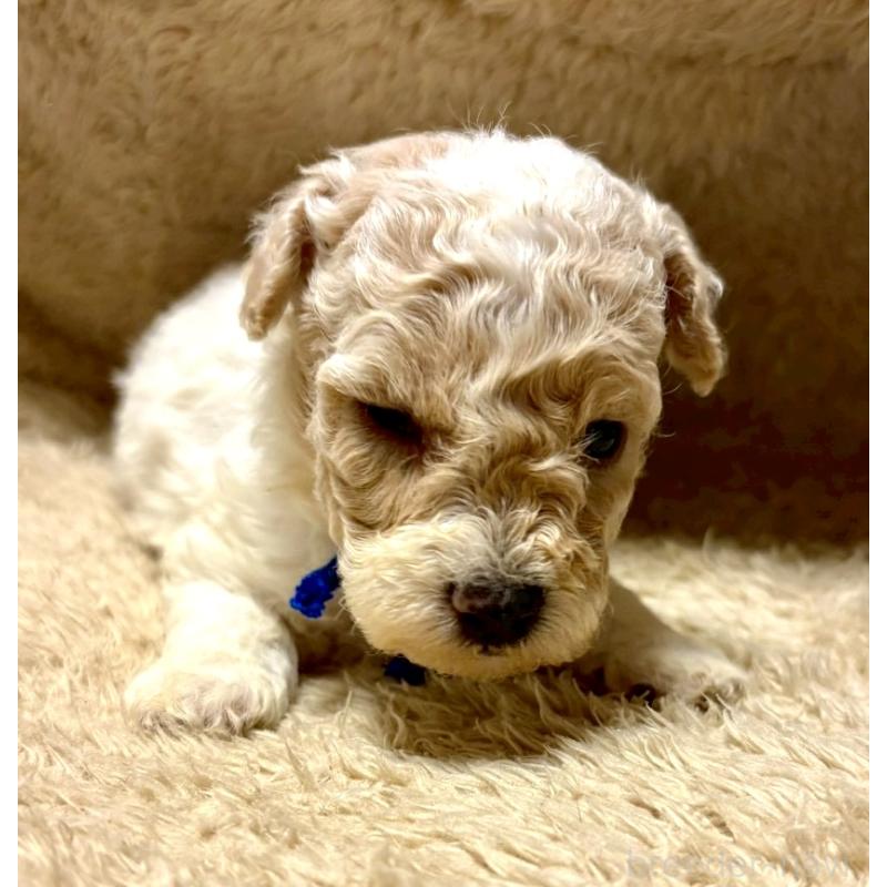 販売中の東京都のビションプー:ビションフリーゼ×トイプードル-430970の4枚目