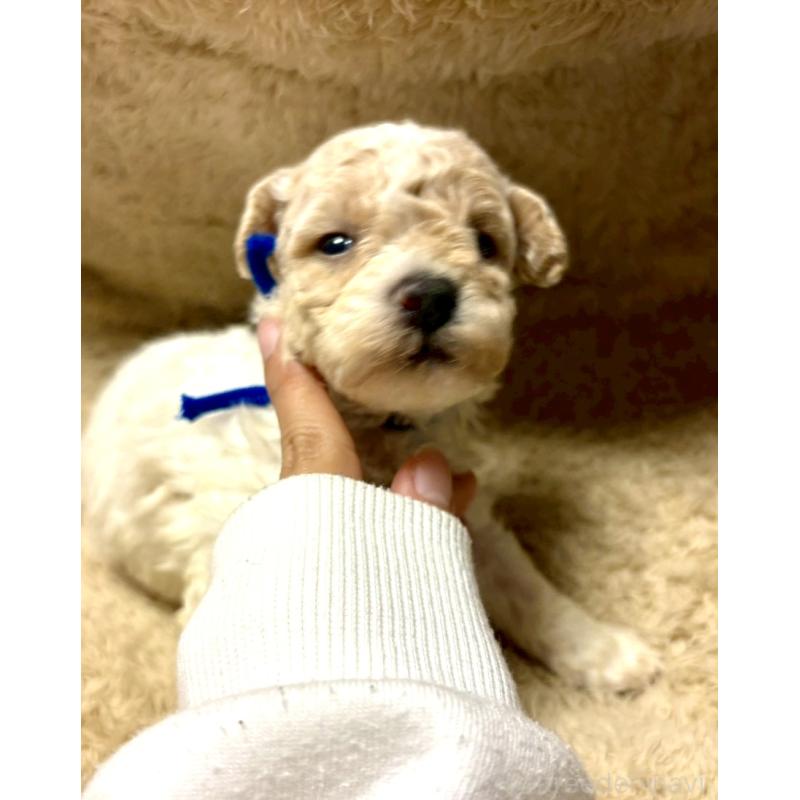 販売中の東京都のビションプー:ビションフリーゼ×トイプードル-430970の3枚目