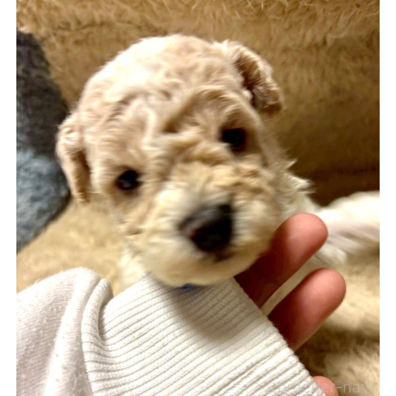 販売中の東京都のビションプー:ビションフリーゼ×トイプードル-430970の2枚目