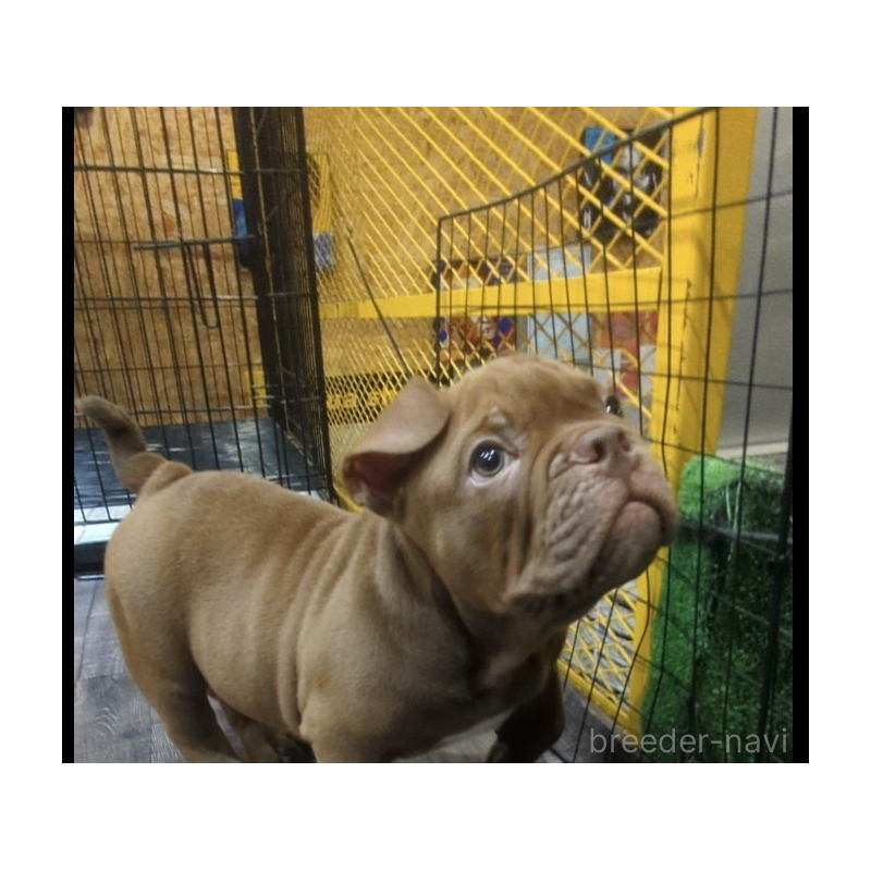 販売中の兵庫県のエキゾチックブリー-424096