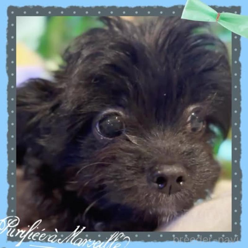 成約済の静岡県のチワプー:チワワ×トイプードル-417084の5枚目