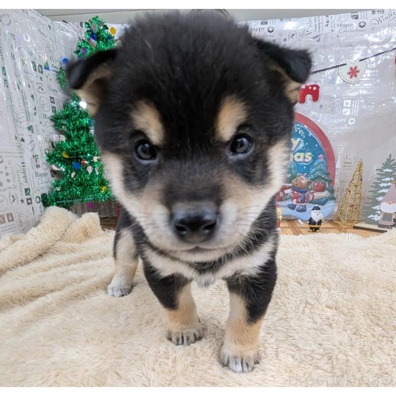 販売中のの豆柴-427881