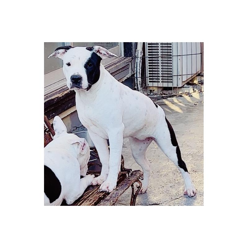 販売中の神奈川県のアメリカンピットブルテリア-390467の2枚目