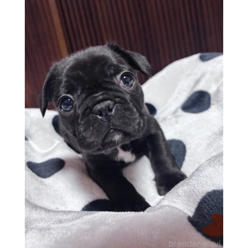 成約済の三重県のフレンチブルドッグ-426392