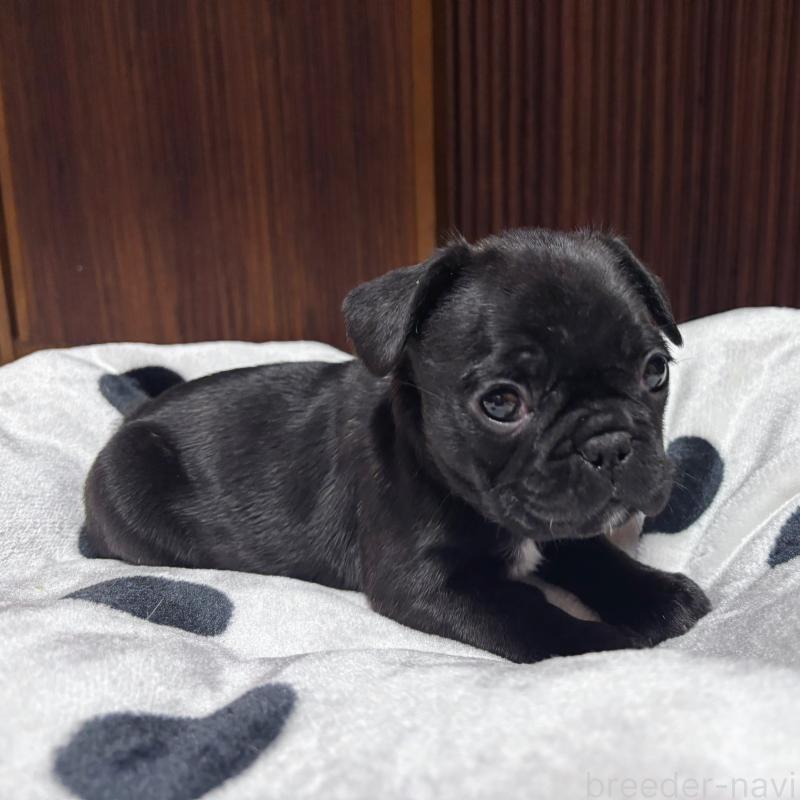 成約済の三重県のフレンチブルドッグ-426392の3枚目