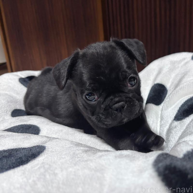 成約済の三重県のフレンチブルドッグ-426392の2枚目