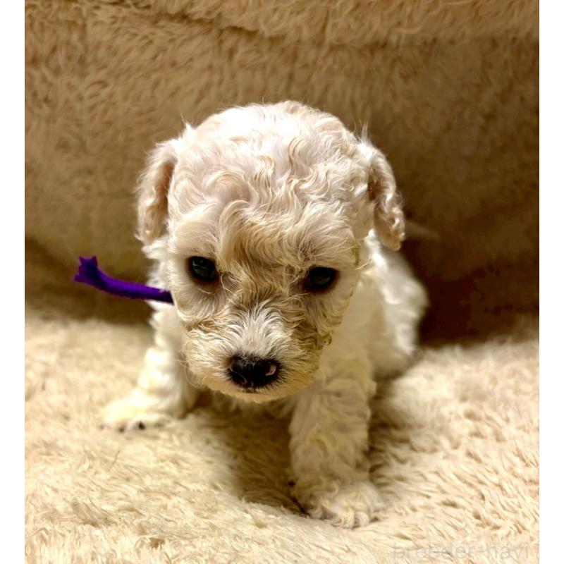 販売中の東京都のビションプー:ビションフリーゼ×トイプードル-430971