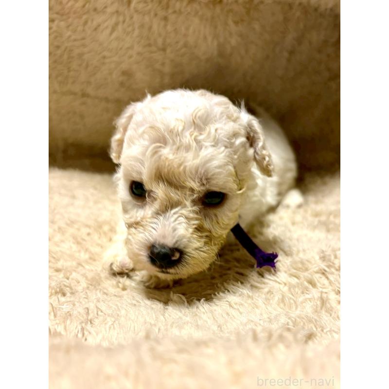 販売中の東京都のビションプー:ビションフリーゼ×トイプードル-430971の4枚目