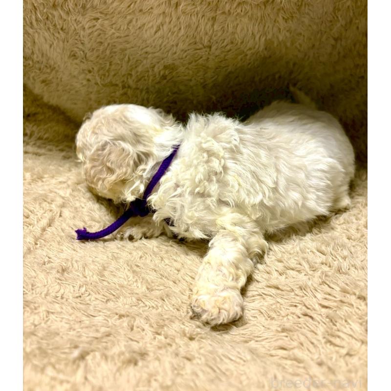 販売中の東京都のビションプー:ビションフリーゼ×トイプードル-430971の3枚目