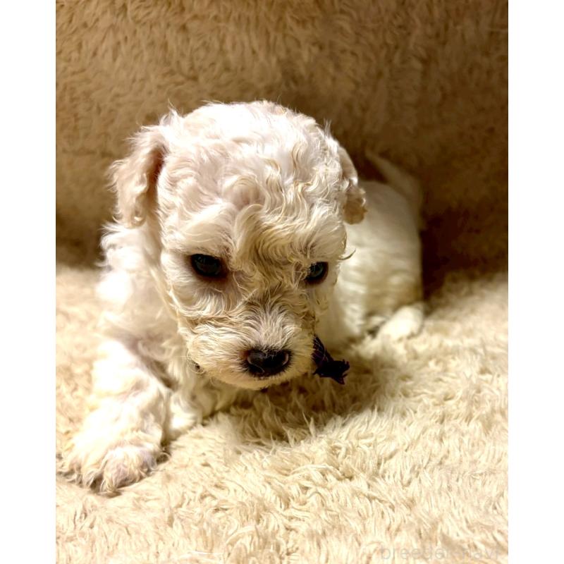 販売中の東京都のビションプー:ビションフリーゼ×トイプードル-430971の2枚目