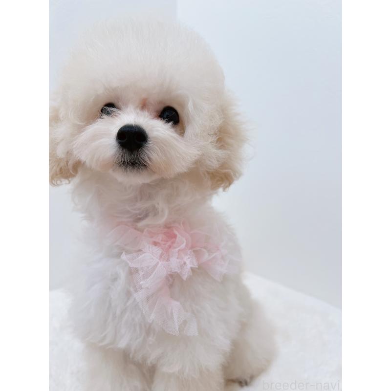 成約済の福岡県のタイニープードル-417979の5枚目