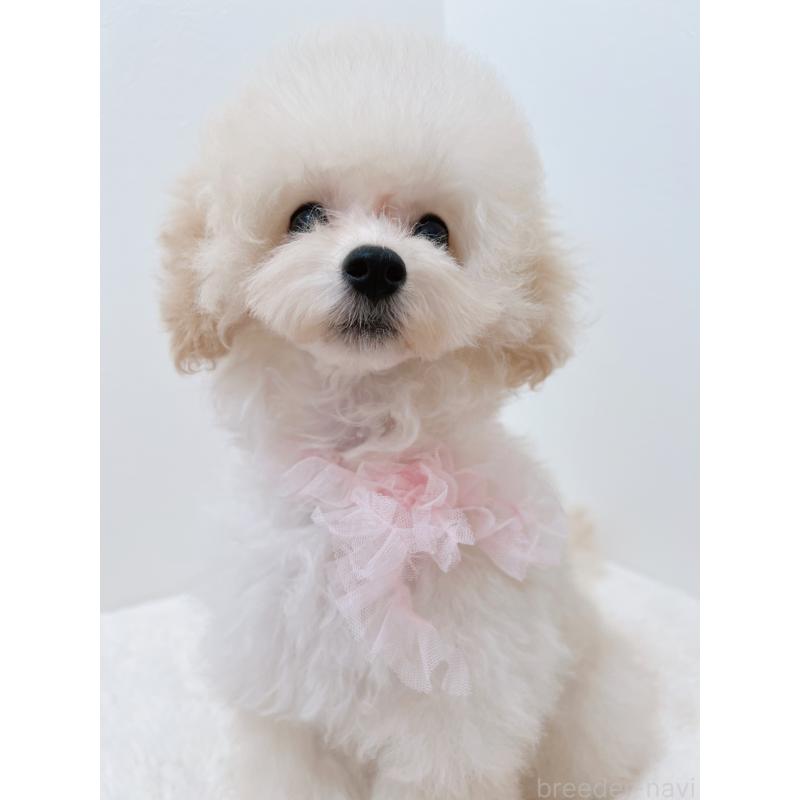 成約済の福岡県のタイニープードル-417979の4枚目