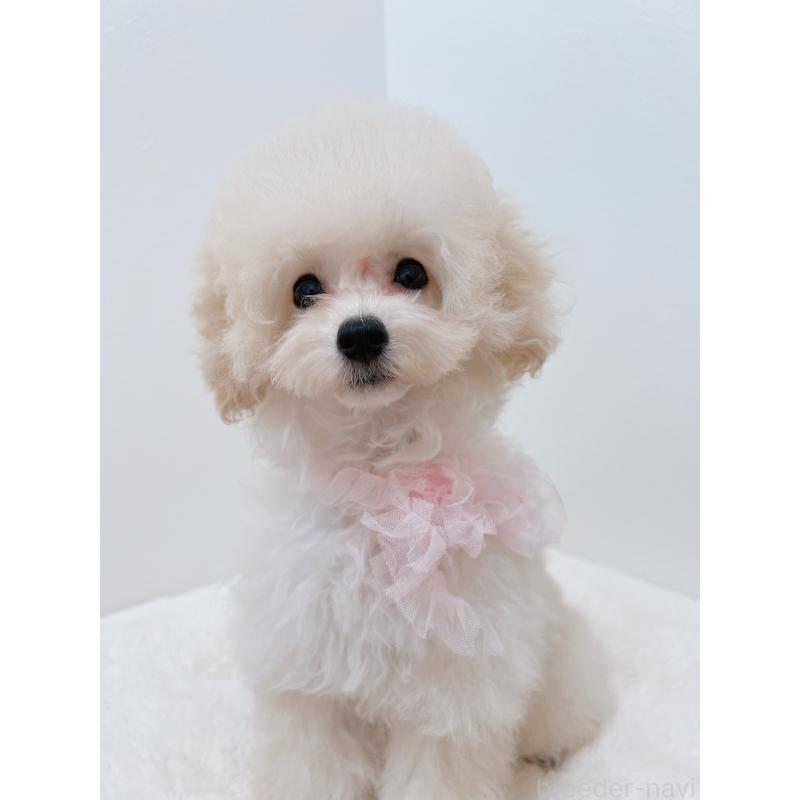 成約済の福岡県のタイニープードル-417979の3枚目