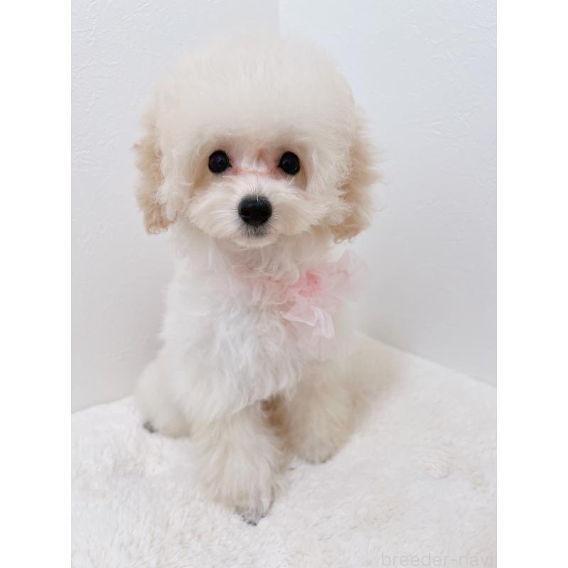 成約済の福岡県のタイニープードル-417979の2枚目