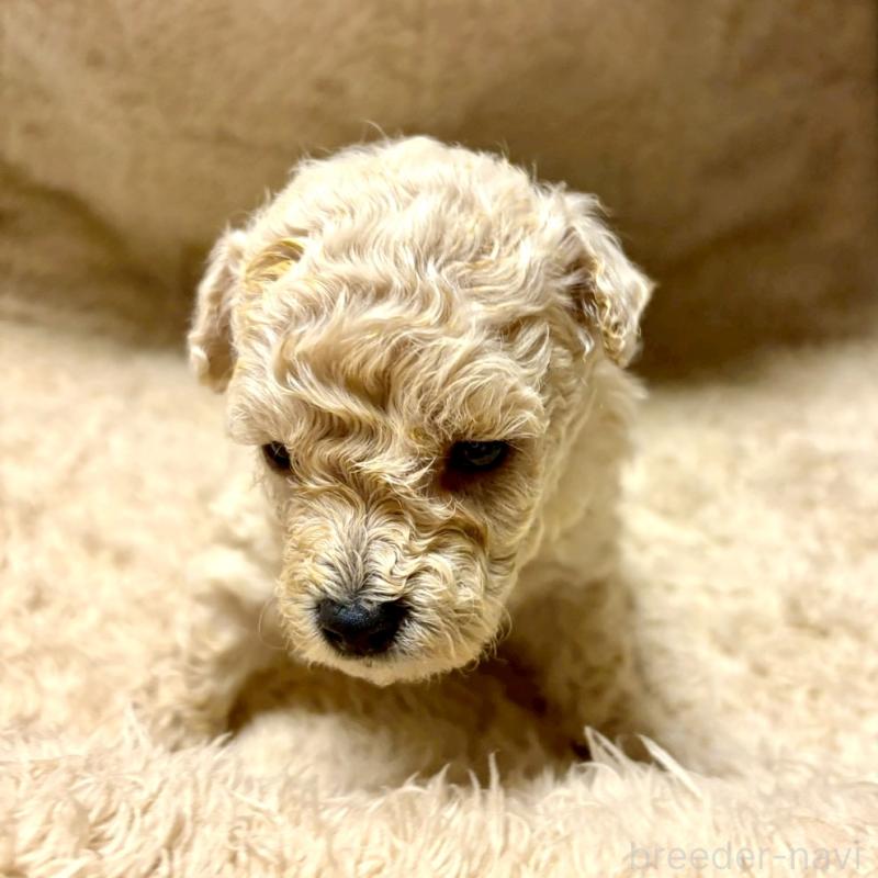 販売中の東京都のビションプー:ビションフリーゼ×トイプードル-430974