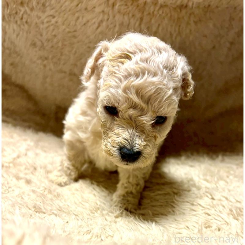 販売中の東京都のビションプー:ビションフリーゼ×トイプードル-430974の5枚目