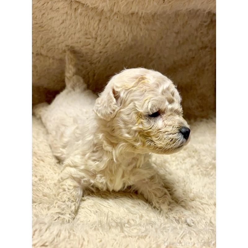 販売中の東京都のビションプー:ビションフリーゼ×トイプードル-430974の4枚目