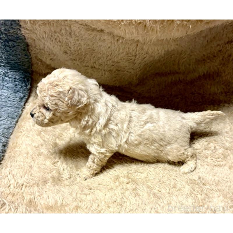 販売中の東京都のビションプー:ビションフリーゼ×トイプードル-430974の3枚目