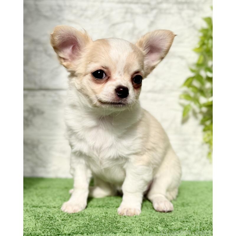 販売中の埼玉県のチワワ(ロングコート)-422567の5枚目