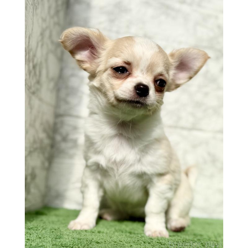 販売中の埼玉県のチワワ(ロングコート)-422567の4枚目