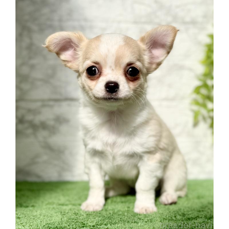 販売中の埼玉県のチワワ(ロングコート)-422567の3枚目