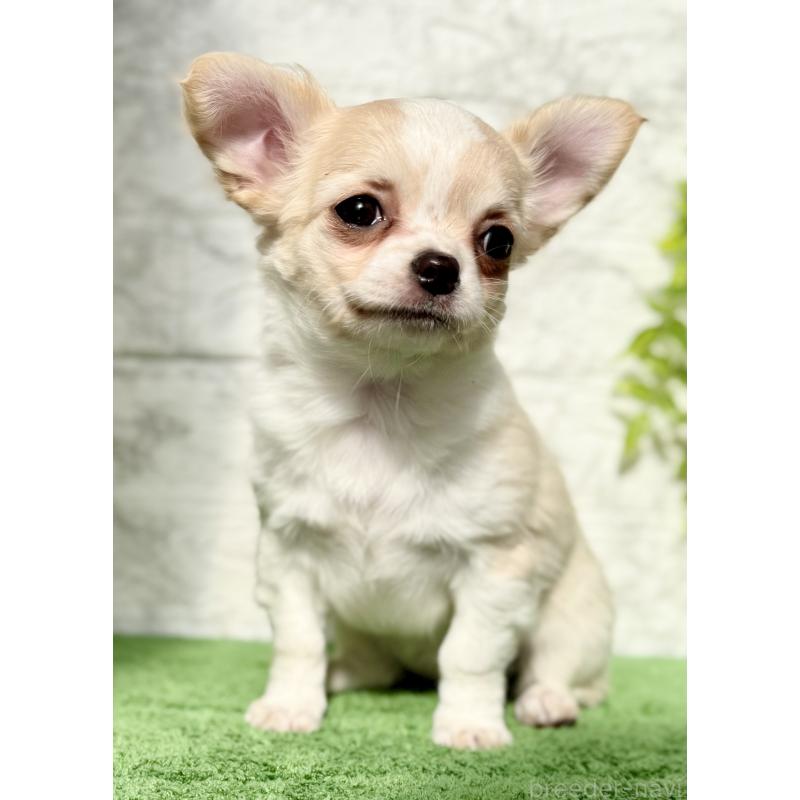 販売中の埼玉県のチワワ(ロングコート)-422567の2枚目