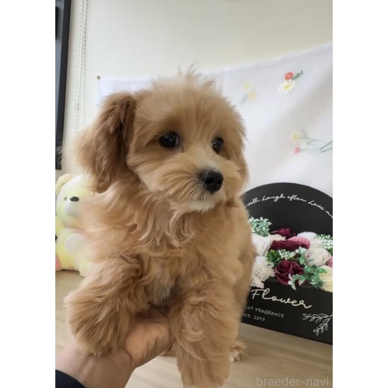 販売中の福岡県のマルプー:マルチーズ×トイプードル-423474の2枚目