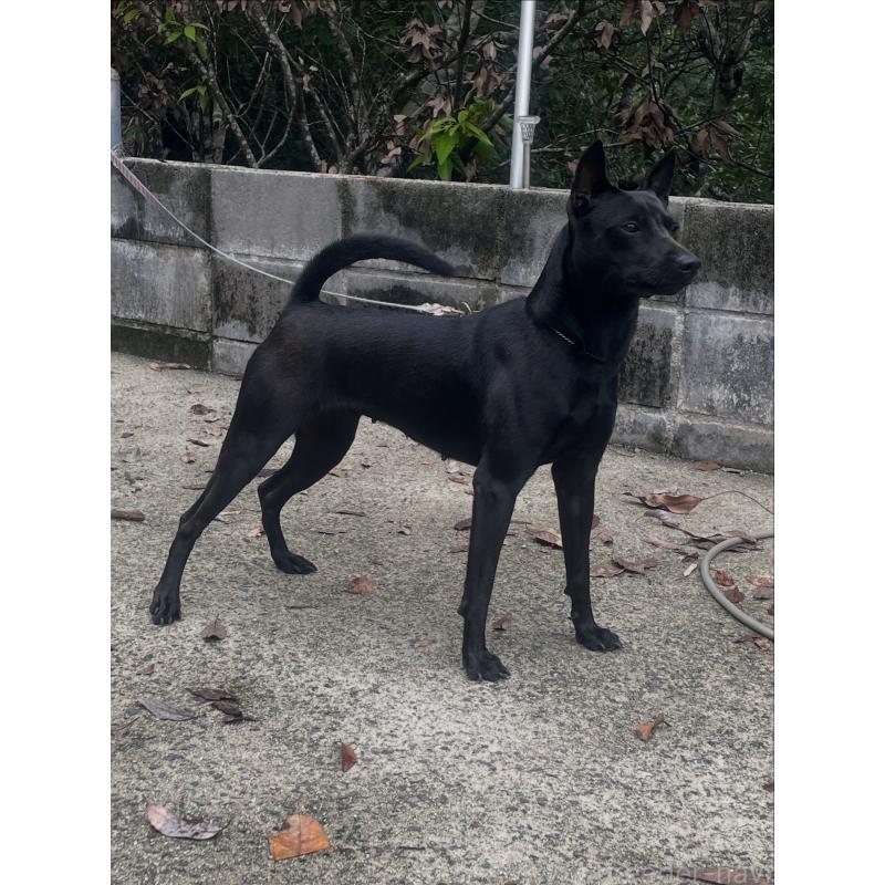 招財ちゃん1枚目