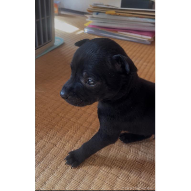 販売中の岡山県のその他の犬種-430847の5枚目