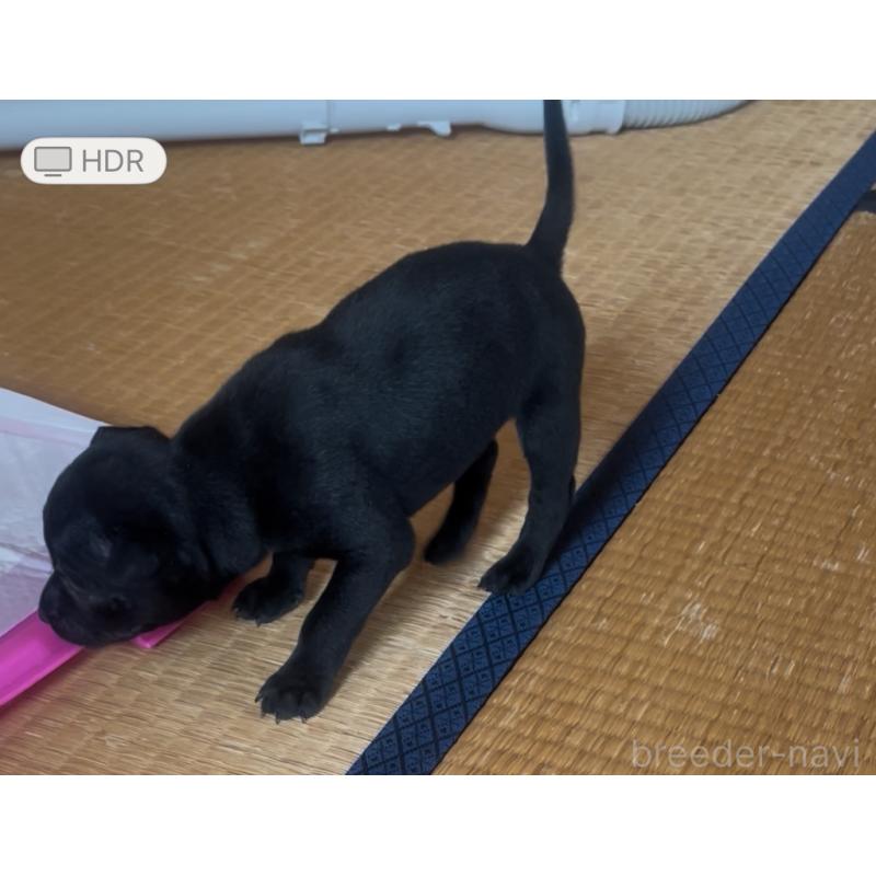 販売中の岡山県のその他の犬種-430847の3枚目