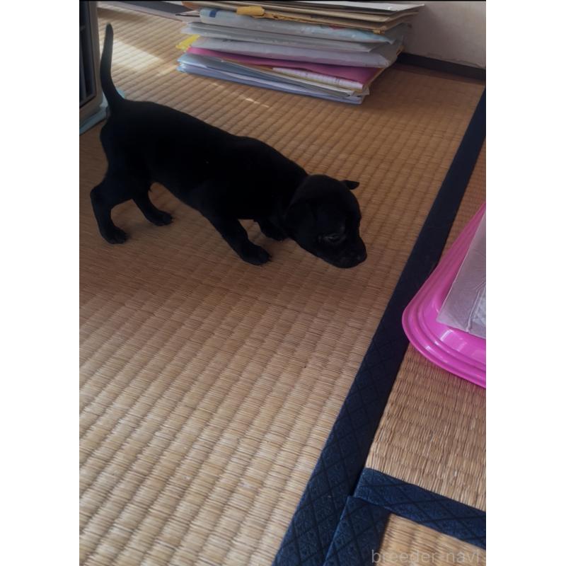 販売中の岡山県のその他の犬種-430847の2枚目